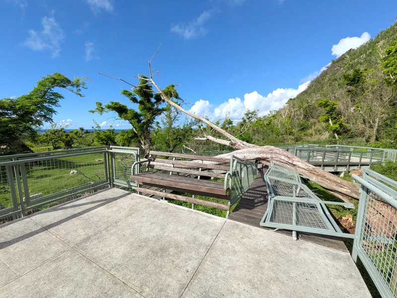 A fallen tree lying across the boardwalk railing and bench at Kalabera Cave, left from recent typhoons