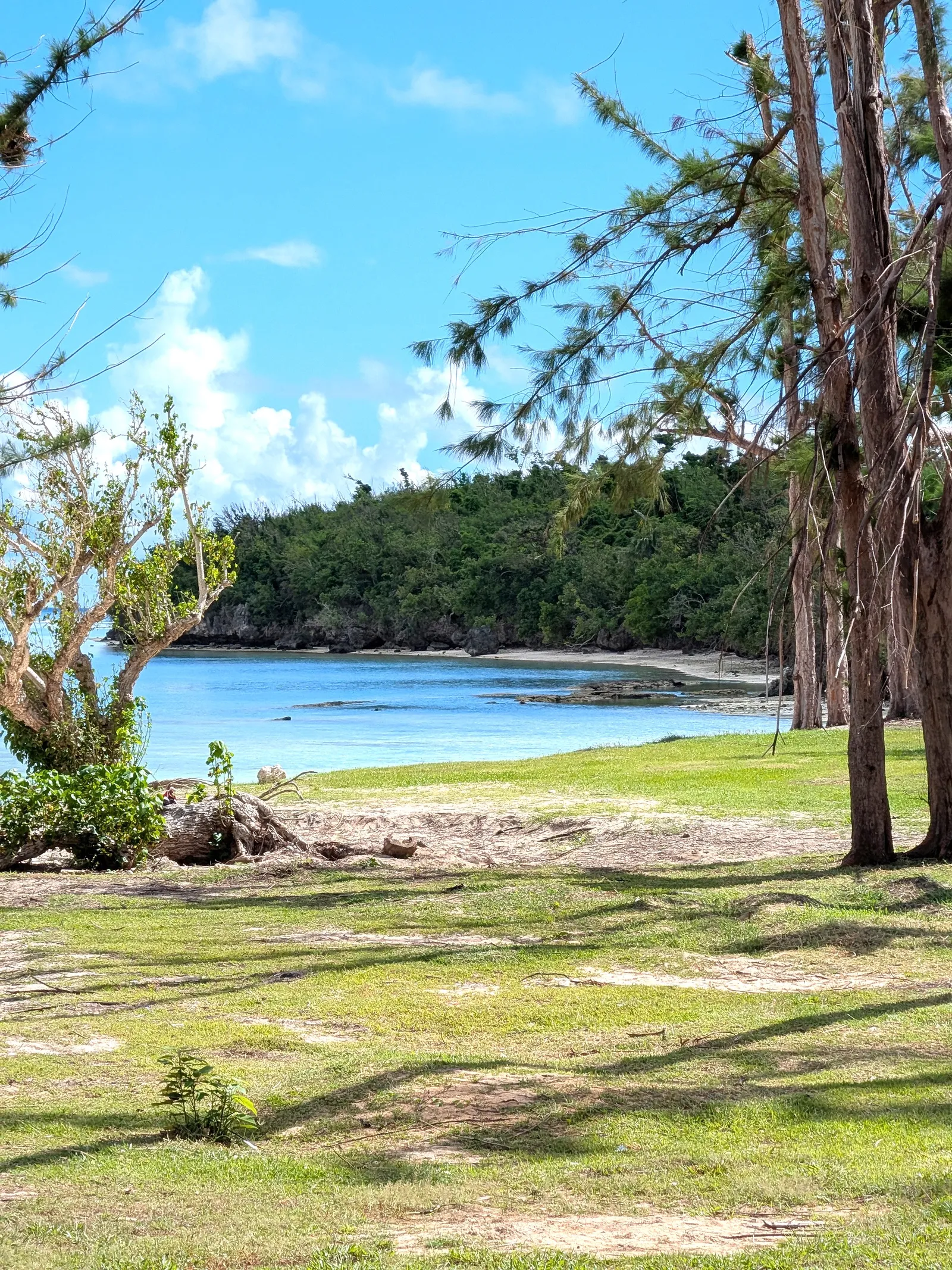 The curving cove at Paupau Beach seen through storm-damaged ironwood trees