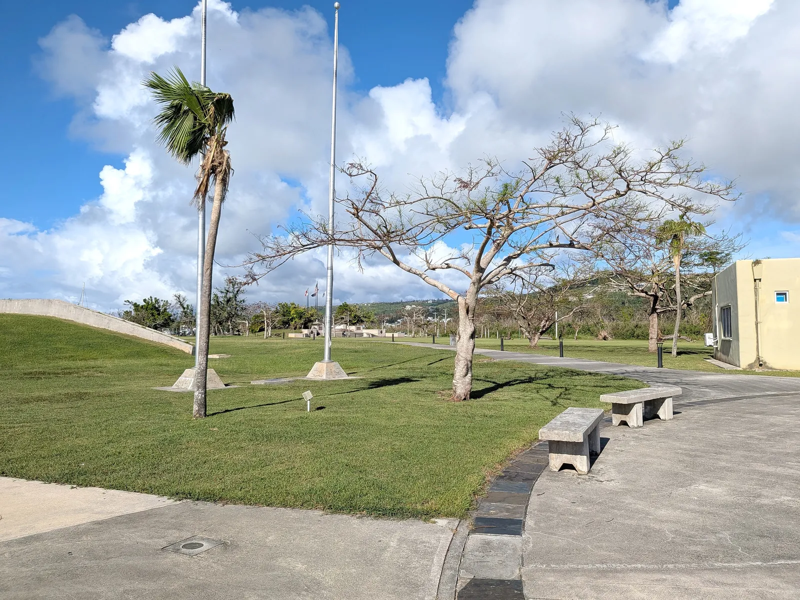 Flagpoles and storm-damaged flame trees on the park grounds at American Memorial Park