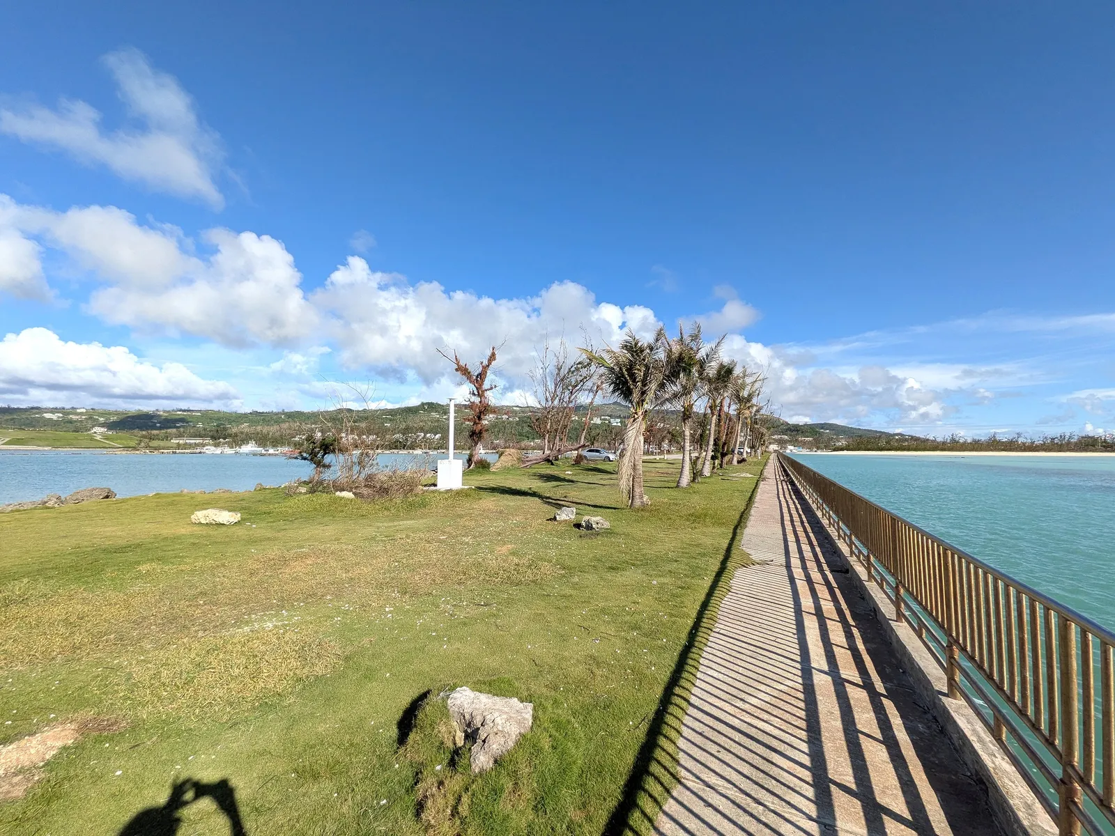 The seawall path at Smiling Cove with storm-stripped trees along the grass verge and new growth returning