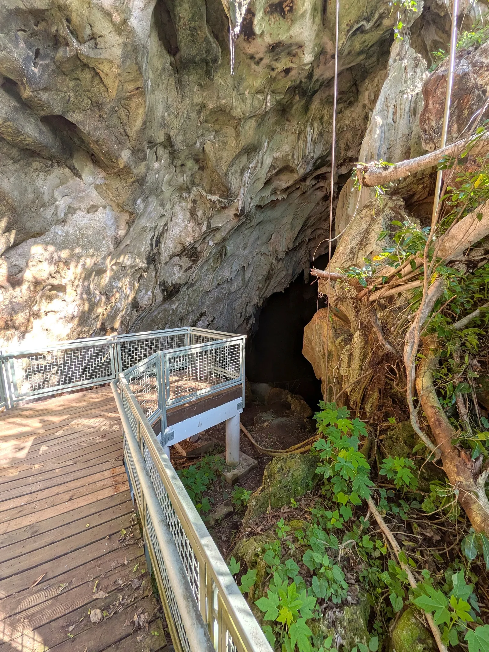 Looking along the viewing platform into the dark inner opening of Kalabera Cave, with roots hanging across the rock