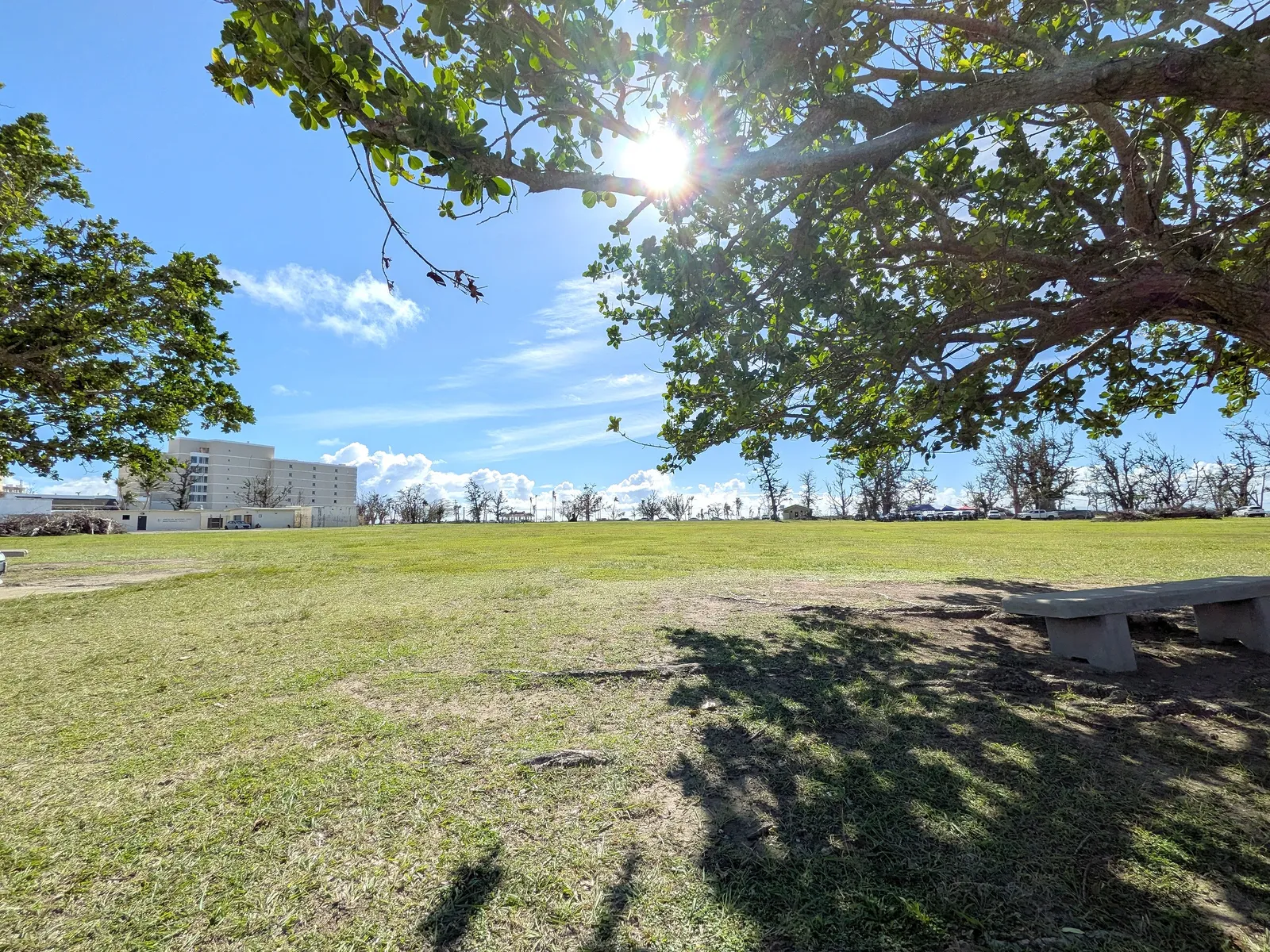 A shaded bench under an ironwood tree on Micro Beach's green, with storm-damaged trees and a hotel building in the distance