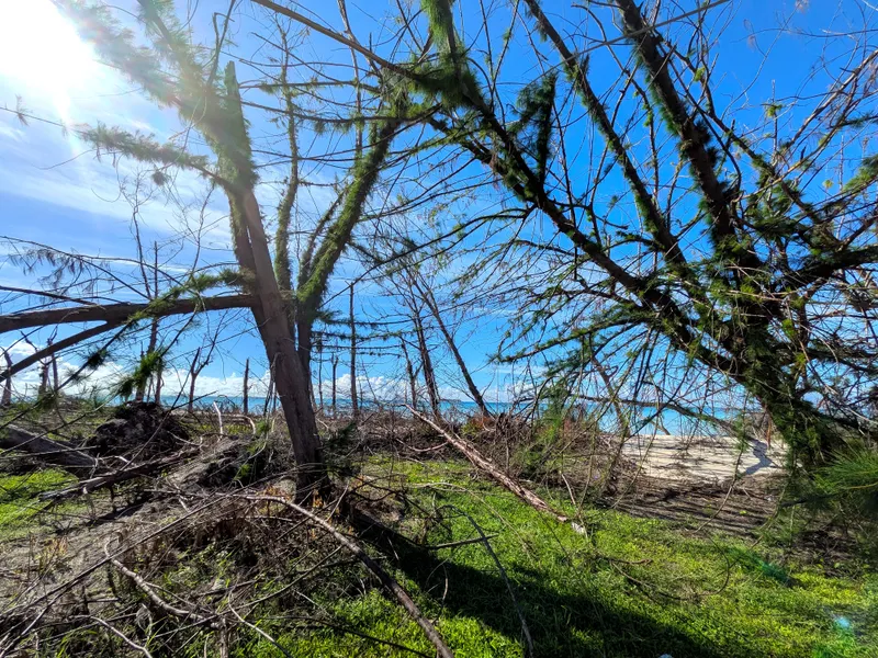 Storm-damaged ironwood trees along Micro Beach, with new green growth showing recovery underway