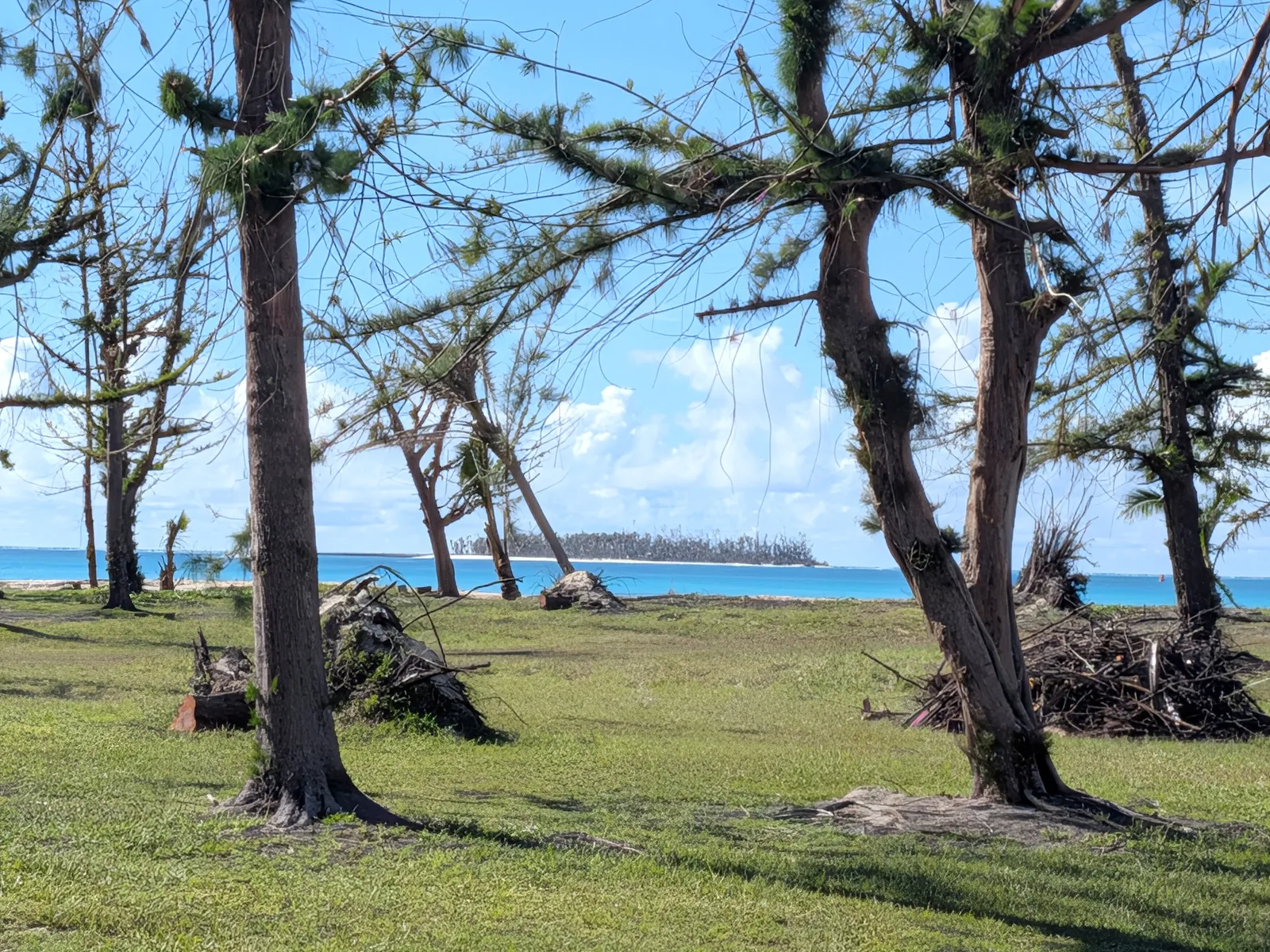Storm-damaged ironwood trees along Micro Beach framing a view of the turquoise water and an offshore islet