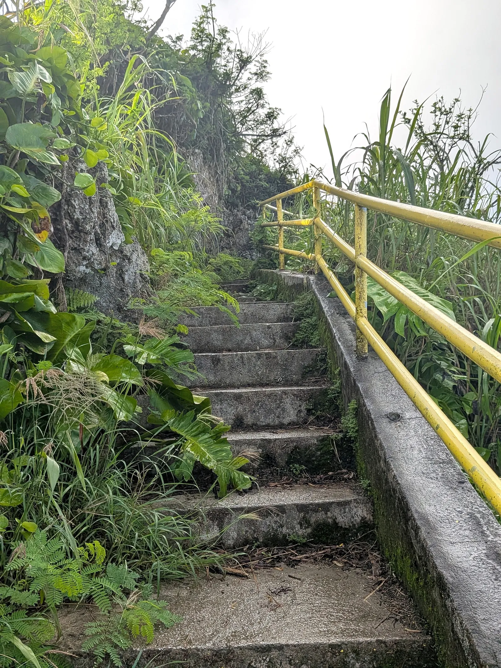 Concrete steps with a yellow handrail climbing through jungle vegetation toward the Mount Tapochau summit