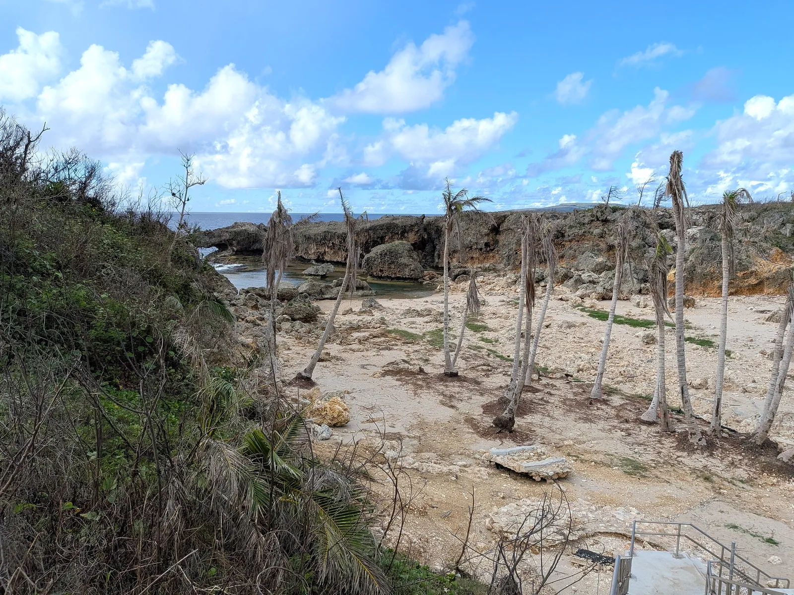 Coconut palms behind the shore at Unai Fanhang stripped to bare trunks by consecutive typhoons